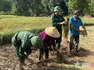 Border guards help people harvest rice after flash flood